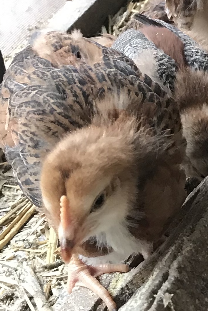 Brown chick climbing on feeder looking cute
