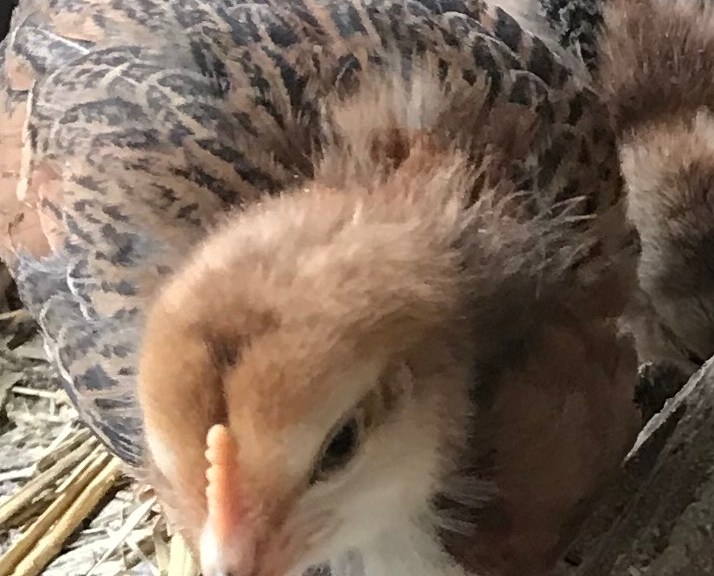 Brown chick climbing on feeder looking cute